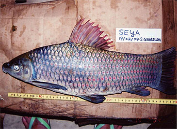 1296_Mr. Oishi_Striped Labeo_Labeo lineatus.jpg